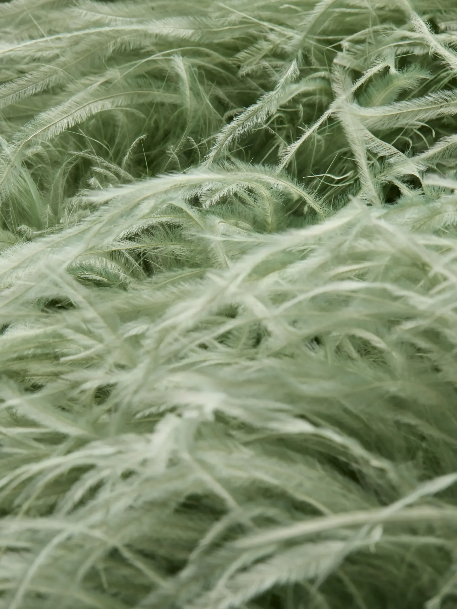 Alice and Olivia CHANDA FEATHERED VEST